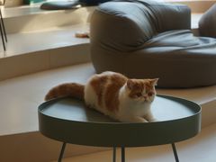 -飞行喵MR PILOT|猫舍·猫咖(静安大融城店)