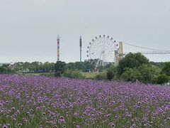 -花博汇(知音花月夜)