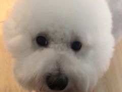 -唯美宠物生活馆(绿地国际生态城店)