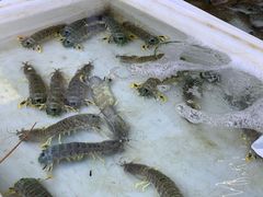 -拉威海鲜市场