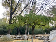 -莲花池公园