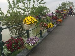 -荷兰花海