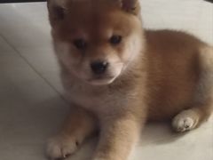 -pd派德宠物中心医院24H急重症·眼科中心·血液透析中心(嵩山北路店)