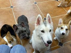 -柯斗斗主题餐厅·狗咖·围炉煮茶·茶饮(国瑞升平里店)