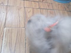 -志龙皇冠吃货椰子铺