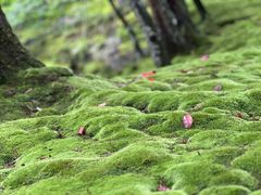 -西芳寺(苔寺)
