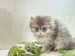 -青奢宠物·青奢猫舍