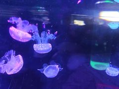 -苏州海洋馆