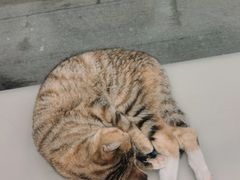 -瑞派康怡24h宠物医院·犬猫医疗中心·微创绝育(瑞景分院)