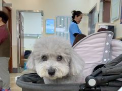 -美联众合动物医院·24h转诊中心