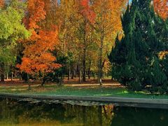 -上海共青森林公园