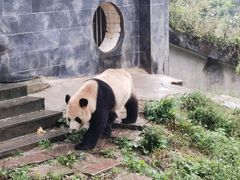 -中国大熊猫保护研究中心雅安碧峰峡基地