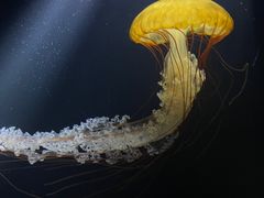 -欢乐海岸海洋奇梦馆