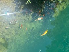 -芦茨金富饭庄·25年老字号·专做稻草鸡