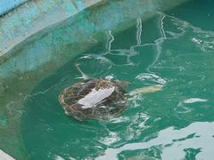 -广东惠东海龟国家级自然保护区