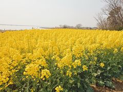 -阳澄湖半岛旅游度假区