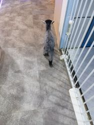 -神奇动物撸宠馆·羊驼·小浣熊·异宠(豫园店)
