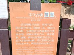 -老槐树煎包