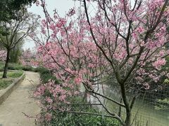 -天适樱花悠乐园