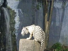 -清迈夜间动物园