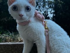 -pd派德宠物中心医院24H急重症·眼科中心·血液透析中心(嵩山北路店)