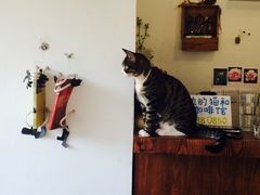 iphone_upload_pic-海边的猫和咖啡馆