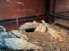 -帕帕拉兹宠物(亚洲旗舰店)