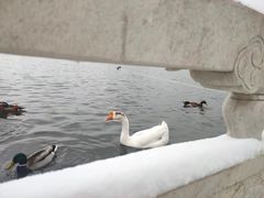 -莲花池公园