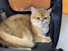 -北京观赏动物医院·24小时大型综合·猫专科·异宠专科