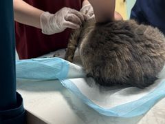 -关爱动物医院·心脏·中兽医·异宠(金牛路分院)