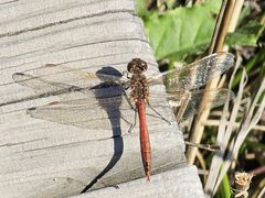 -野鸭湖国家湿地公园