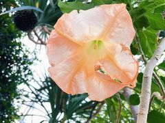 -北京植物园-展览温室