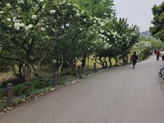 -苏州上方山国家森林公园