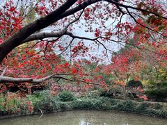 -秋霞圃