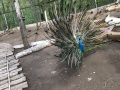 -哈尔滨北方森林动物园