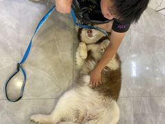 -柚子宠物(伊珊娜调理店)
