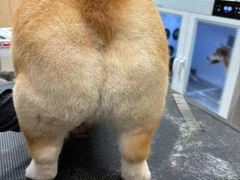 -帕帕拉兹宠物(亚洲旗舰店)