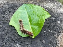 -武陵山森林公园