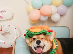 -超宠爱宠物摄影-Super pet