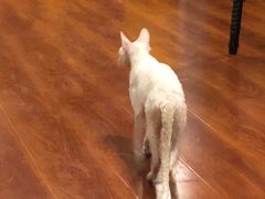 -猫小院猫主题咖啡厅(北锣店)