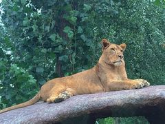 -北京野生动物园