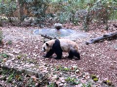 景点-成都大熊猫繁育研究基地