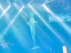 -芜湖新华联大白鲸海洋公园