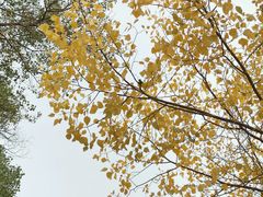 -金塔沙漠胡杨林景区