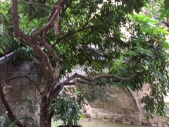 -小洲村