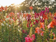 -雁南飞茶田景区