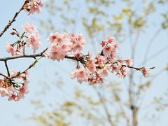 -王借岗森林公园