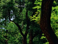 -上海共青森林公园