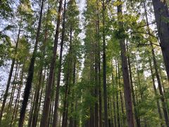 -黄海国家森林公园