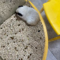 -神奇动物撸宠馆·羊驼·小浣熊·异宠(豫园店)